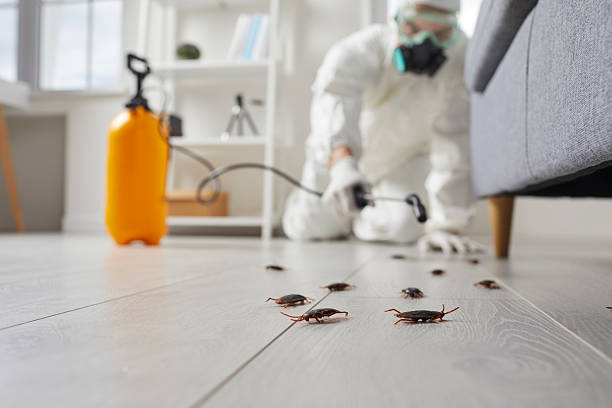 Commercial Rodent Management in High Springs
